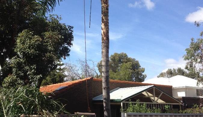 Cocos Palm Removal