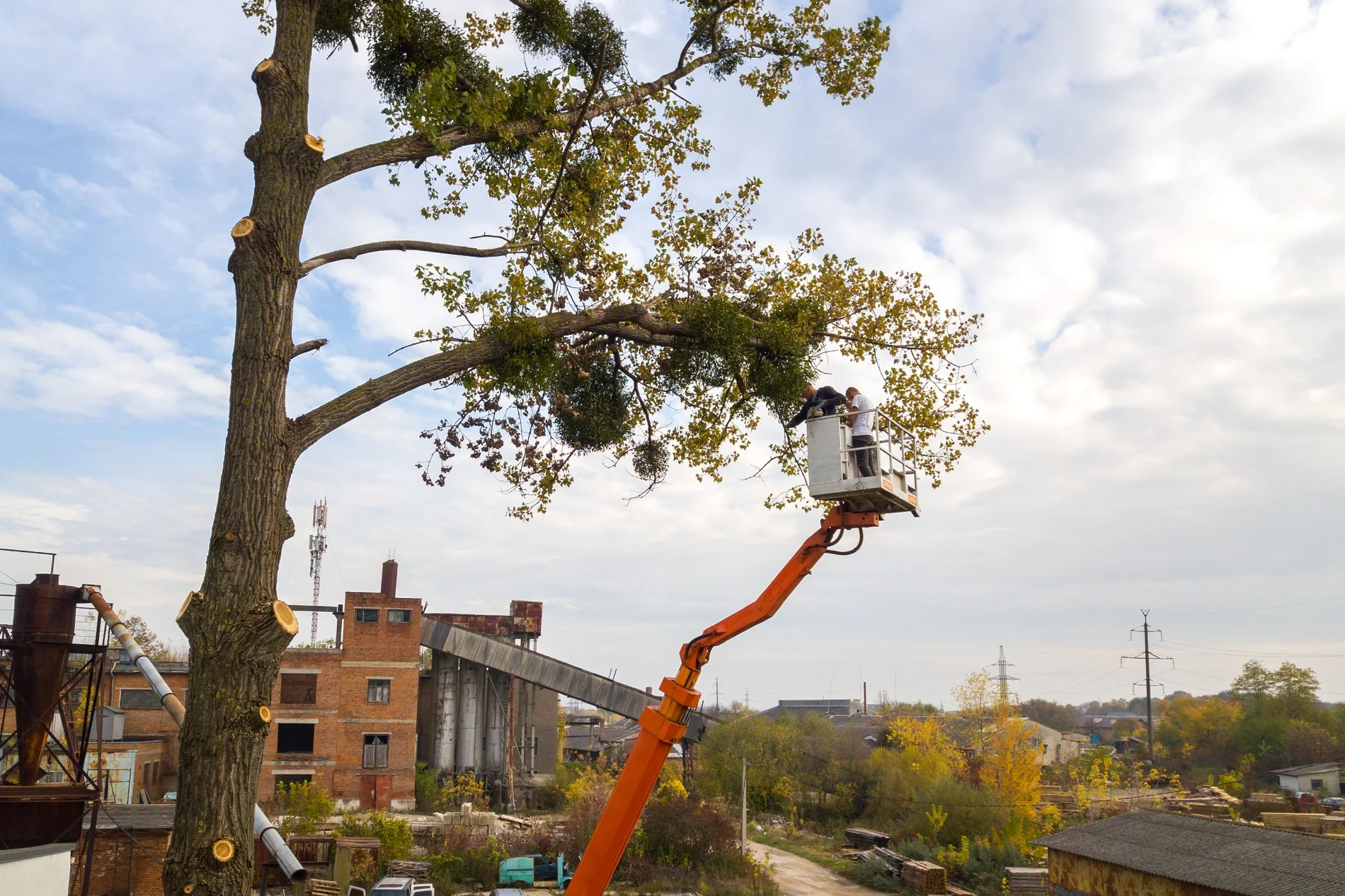 Tree pruning