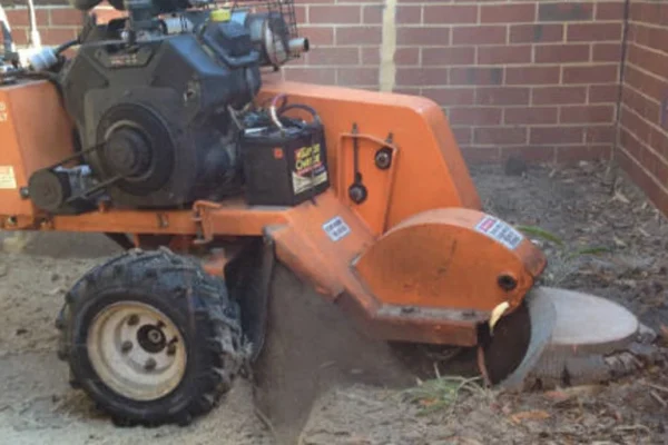 The Tree Firm - Palm Tree Removal